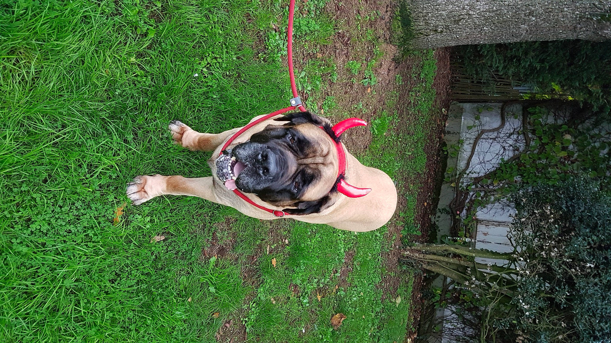 Nietzsche participe au concours pour gagner de l'argent avec cette photo : adventure, canidae, carnivore, collar, companion_dog, dog, dog_breed, dog_collar, dog_supply, fawn, grass, leash, pet_supply, plant, sporting_group, tail, terrestrial_animal, toy_dog, tree, working_animal