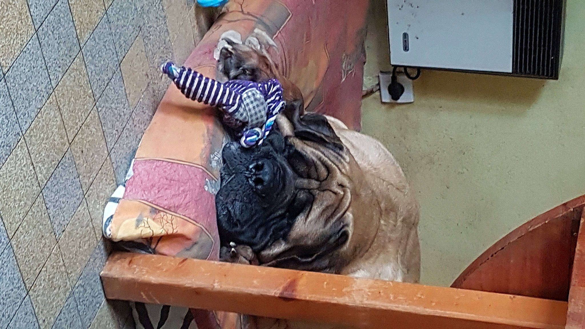 Nietzsche participe au concours pour gagner de l'argent avec cette photo : art, automotive_tire, automotive_wheel_system, bull, canidae, concrete, fawn, fur, home_appliance, human_leg, refrigerator, sitting, snout, sporting_group, television, visual_arts, wood, working_animal