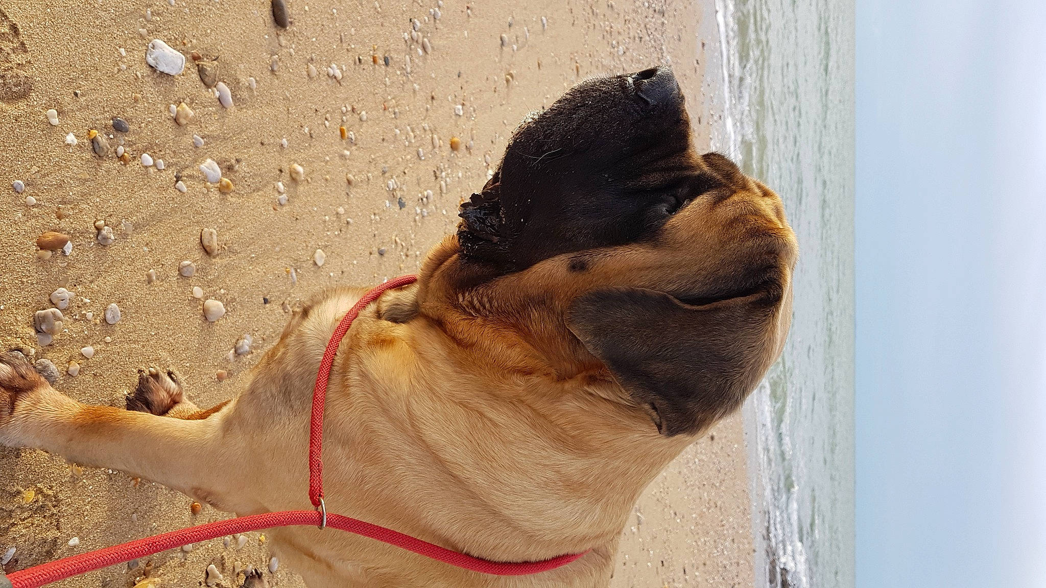 Nietzsche participe au concours pour gagner de l'argent avec cette photo : arabian_camel, camel, camelid, collar, dog_breed, fawn, foot, jaw, landscape, livestock, mammal, pack_animal, pet_supply, snout, sporting_group, terrestrial_animal, vertebrate, water, working_animal, wrinkle