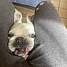 Groseille participe au concours pour gagner de l'argent avec cette photo : dog, french_bulldog, pet, close_up, indoor, floor, legs, pants, curious, cute, animal, face, expression, tile_floor, tablecloth, white_dog, black_nose, ears, snout, companion
