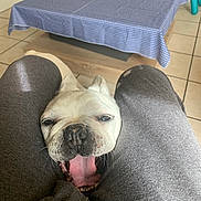 Groseille participe au concours pour gagner de l'argent avec cette photo : dog, bulldog, yawning, tongue_out, person, legs, pants, table, tablecloth, checkered, chair, floor, tile_floor, indoor, pet, animal, cute, resting, mouth_open, light