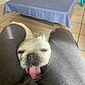 dog, bulldog, yawning, tongue_out, person, legs, pants, table, tablecloth, checkered, chair, floor, tile_floor, indoor, pet, animal, cute, resting, mouth_open, light