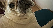 Groseille a rejoint le concours — aidez-le/la à gagner de superbes lots ! dog, french_bulldog, pet, indoor, cushion, looking_back, close_up, animal, canine, fur, face, ears, snout, resting, comfortable, light, shadow, wall, floor, cozy