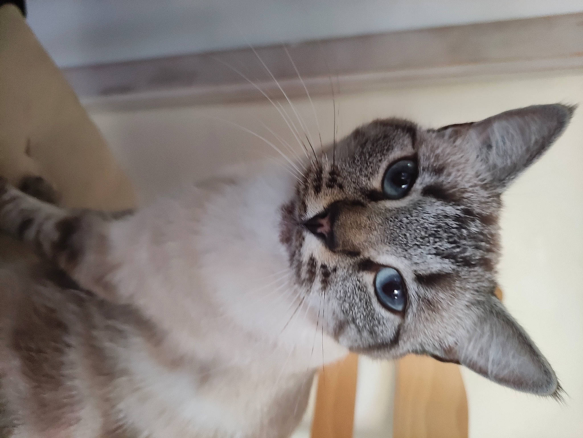 Passoa participe au concours pour gagner de l'argent avec cette photo : carnivore, cat, cat_supply, claw, domestic_short_haired_cat, eye, felidae, fur, paw, pet_supply, photo_caption, small_to_medium_sized_cats, snout, terrestrial_animal, whiskers, wildlife