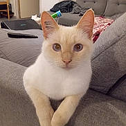 Vodka a rejoint le concours — aidez-le/la à gagner de superbes lots ! animal, architecture, armchair, building, cat, chair, computer, couch, cushion, electronics, furniture, homedecor, indoors, laptop, livingroom, pc, pet, remotecontrol, room, siamese