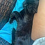 cat, black_cat, sleeping, resting, cozy, blue_cushion, wicker_chair, pet, feline, fur, animal, close_up, indoor, relaxation, comfort, leg, human, nap, cute, peaceful