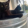 Apolo is registered to the contest to win money with this photo: cat, black_cat, animal, pet, outdoor, metal, sunset, house, window, porch, fur, whiskers, ears, relaxing, side_view, close_up, nature, daylight, curious, domestic_animal