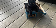 Apolo is registered to the contest to win money with this photo: black_cat, cat, box, cardboard_box, wooden_porch, boots, outdoor, furniture, pet, animal, relaxing, home, domestic, yellow_eyes, daylight, casual, resting, floor, small_box, curious