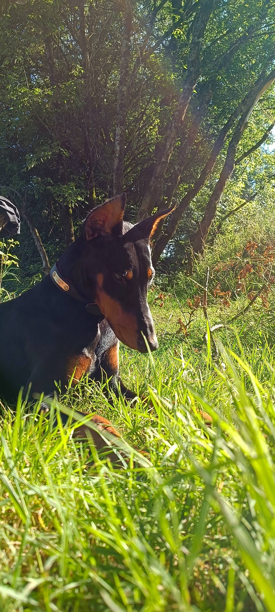 Eclypse participe au concours pour gagner de l'argent avec cette photo : canidae, carnivore, collar, companion_dog, dog, dog_breed, fawn, grass, grassland, groundcover, lawn, people_in_nature, plant, snout, sporting_group, tail, terrestrial_animal, terrestrial_plant, tree, working_animal