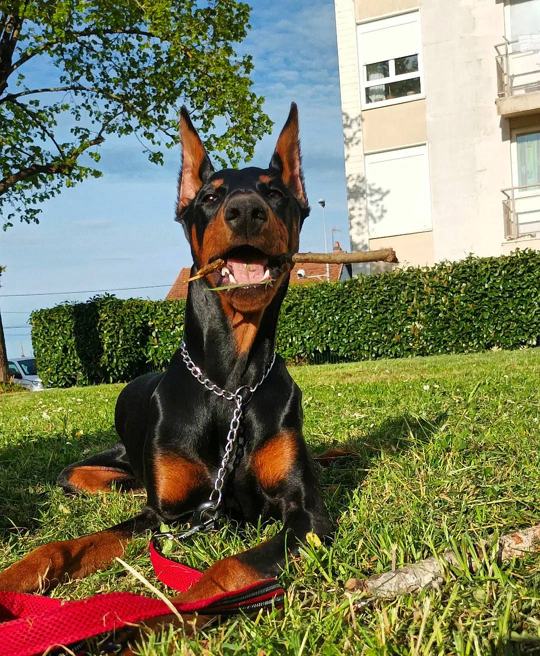 Eclypse participe au concours pour gagner de l'argent avec cette photo : building, carnivore, cloud, collar, companion_dog, dobermann, dog, dog_breed, dog_collar, dog_supply, fawn, grass, pinscher, plant, prazsky_krysarik, sky, toy_dog, tree, window, working_animal