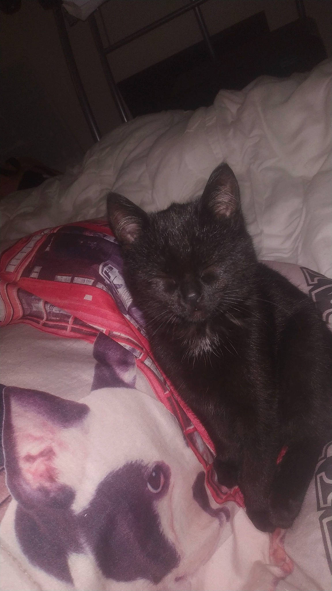 Rhéa a rejoint le concours — aidez-le/la à gagner de superbes lots ! bed, black_cat, canidae, carnivore, cat, cloud, comfort, companion_dog, dog_breed, domestic_short_haired_cat, felidae, fur, grey, linens, luggage_and_bags, small_to_medium_sized_cats, snout, sporting_group, tail, whiskers