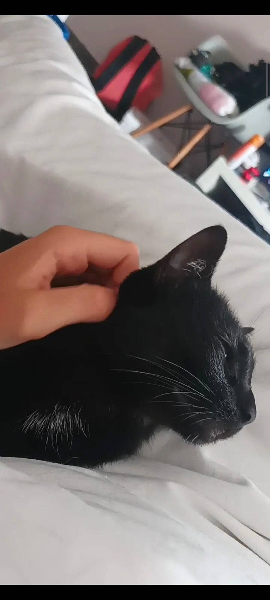 Rhéa a rejoint le concours — aidez-le/la à gagner de superbes lots ! black_cat, carnivore, cat, claw, comfort, computer_keyboard, domestic_short_haired_cat, felidae, fur, gesture, nail, paw, small_to_medium_sized_cats, snout, tail, thumb, whiskers, window