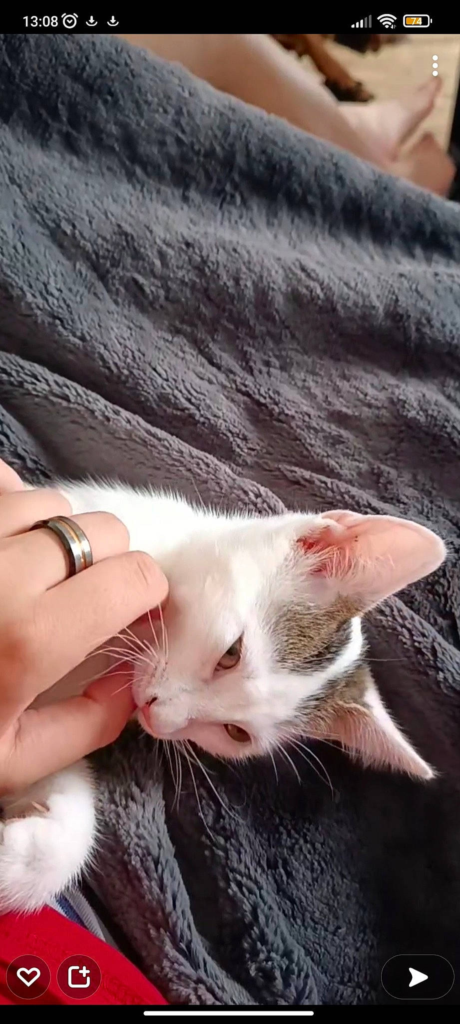 Topaz a rejoint le concours — aidez-le/la à gagner de superbes lots ! body_jewelry, carnivore, cat, claw, domestic_short_haired_cat, fawn, felidae, foot, fur, gesture, jewellery, nail, paw, photography, small_to_medium_sized_cats, snout, tail, thumb, whiskers, wood