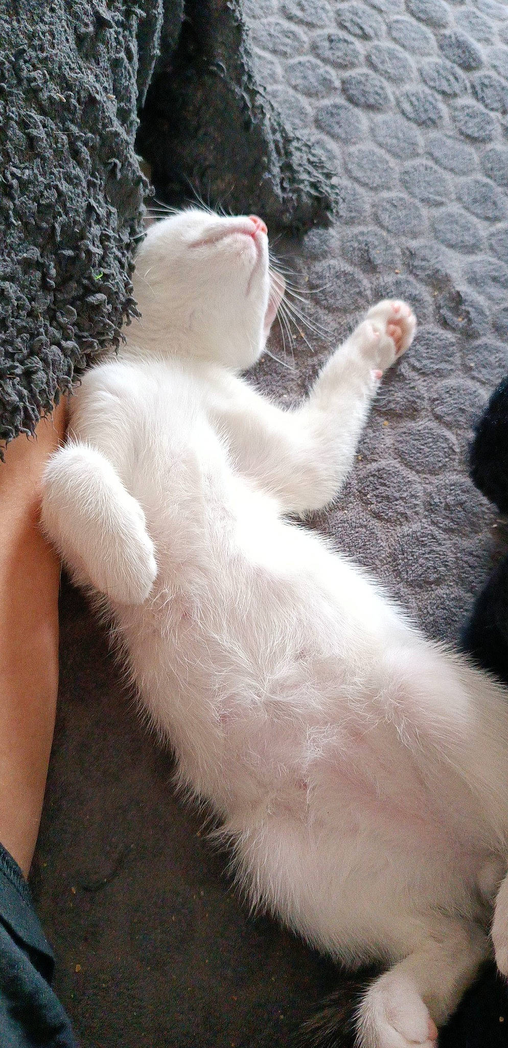 Topaz participe au concours pour gagner de l'argent avec cette photo : art, carnivore, cat, claw, domestic_short_haired_cat, fawn, felidae, foot, fur, gesture, nail, paw, small_to_medium_sized_cats, snout, stuffed_toy, tail, terrestrial_animal, toe, whiskers, wool