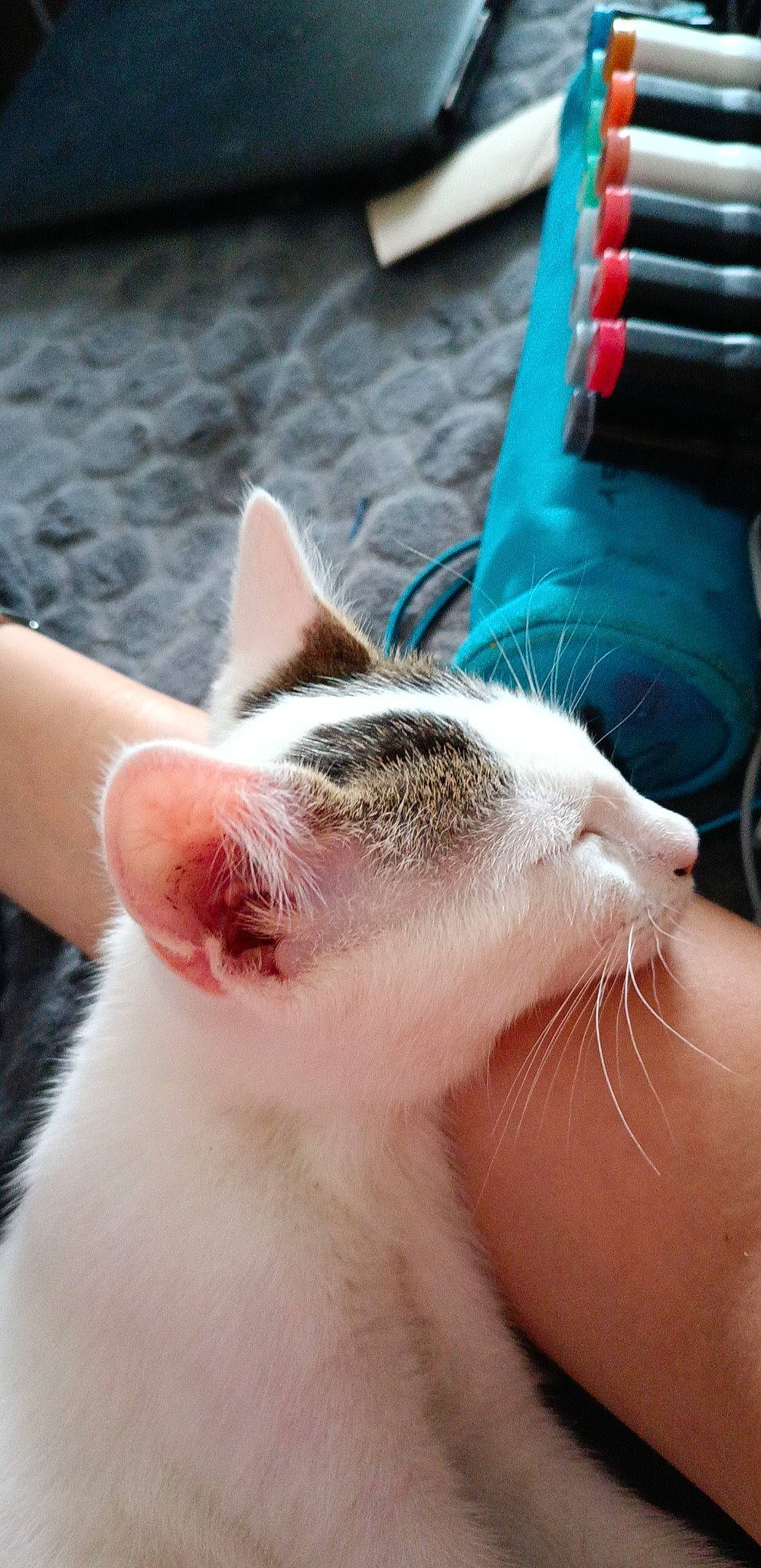 Topaz participe au concours pour gagner de l'argent avec cette photo : carnivore, cat, close_up, comfort, electric_blue, eyelash, fawn, felidae, finger, foot, fur, grass, hair, hand, human_leg, nail, nose, small_to_medium_sized_cats, snout, whiskers