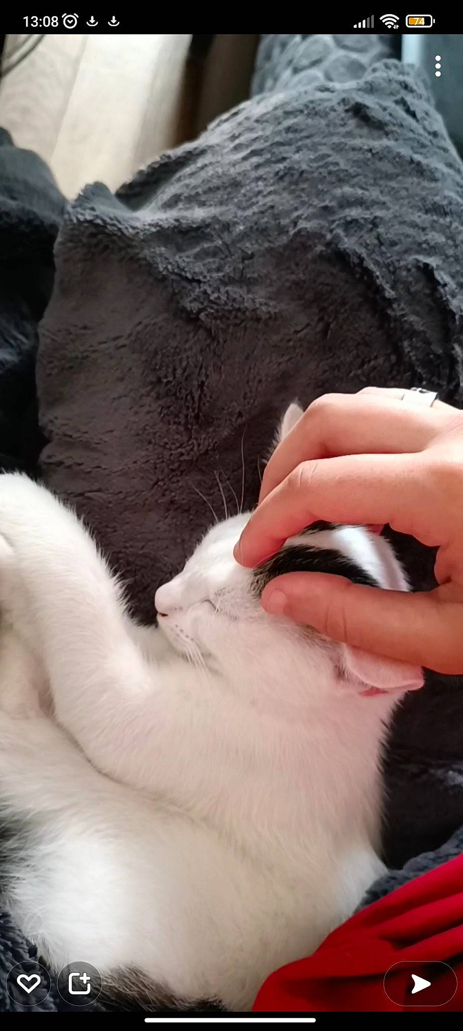 Topaz participe au concours pour gagner de l'argent avec cette photo : carnivore, cat, claw, close_up, comfort, domestic_short_haired_cat, eyelash, felidae, finger, fur, gesture, hand, jaw, mammal, nail, paw, small_to_medium_sized_cats, snout, thumb, whiskers