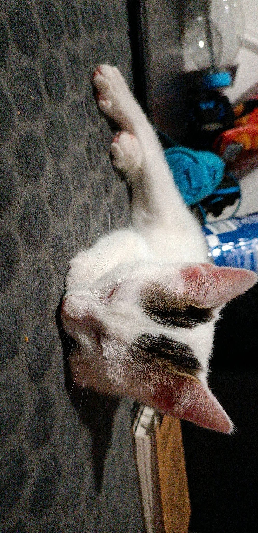 Topaz a rejoint le concours — aidez-le/la à gagner de superbes lots ! canidae, carnivore, cat, claw, comfort, dog_breed, domestic_short_haired_cat, fawn, felidae, fur, gesture, nail, nap, paw, small_to_medium_sized_cats, snout, sporting_group, tail, toe, whiskers