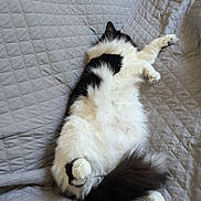 Mabel is registered to the contest to win money with this photo: animal, black_and_white, cat, claws, cozy, cute, feline, fluffy, fur, gray, indoor, paws, pet, quilted_blanket, relaxation, resting, sleeping, soft, tail, whiskers