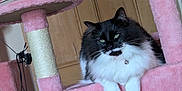 Mabel joined the competition — help win amazing prizes! animal, bell, black_and_white, cat, cat_tree, collar, cute, ears, fluffy, furniture, home, indoor, paws, pet, pink, plush, relaxed, resting, whiskers, wood_paneling