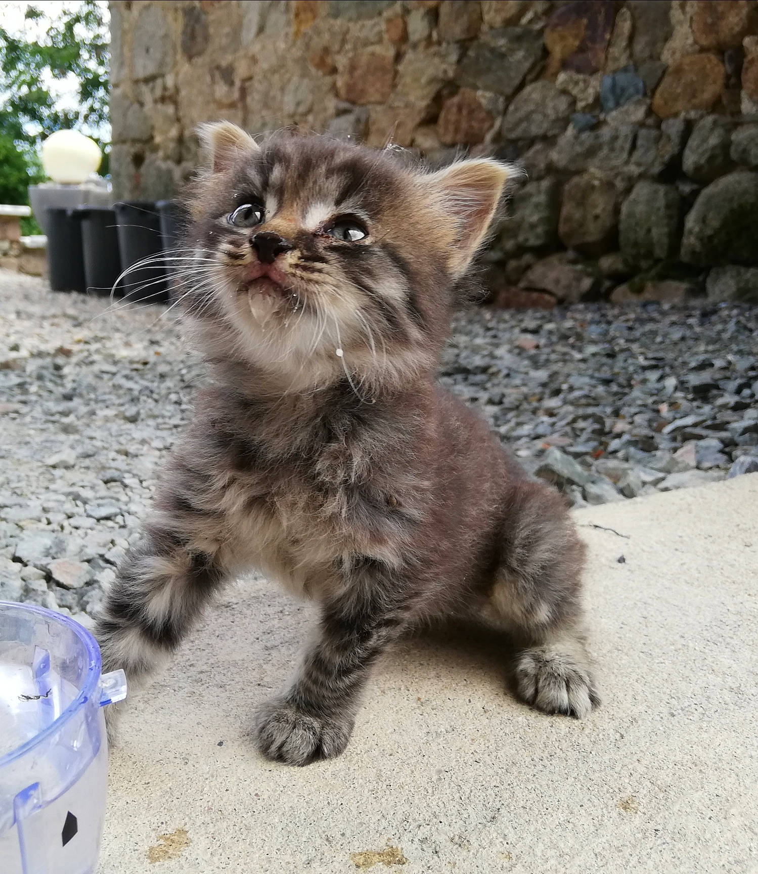 Mignon a rejoint le concours — aidez-le/la à gagner de superbes lots ! asian_semi_longhair, british_longhair, british_semi_longhair, carnivore, cat, domestic_long_haired_cat, domestic_short_haired_cat, european_shorthair, felidae, kitten, maine_coon, mammal, norwegian_forest_cat, pixie_bob, siberian, small_to_medium_sized_cats, tabby_cat, vertebrate, whiskers, wild_cat