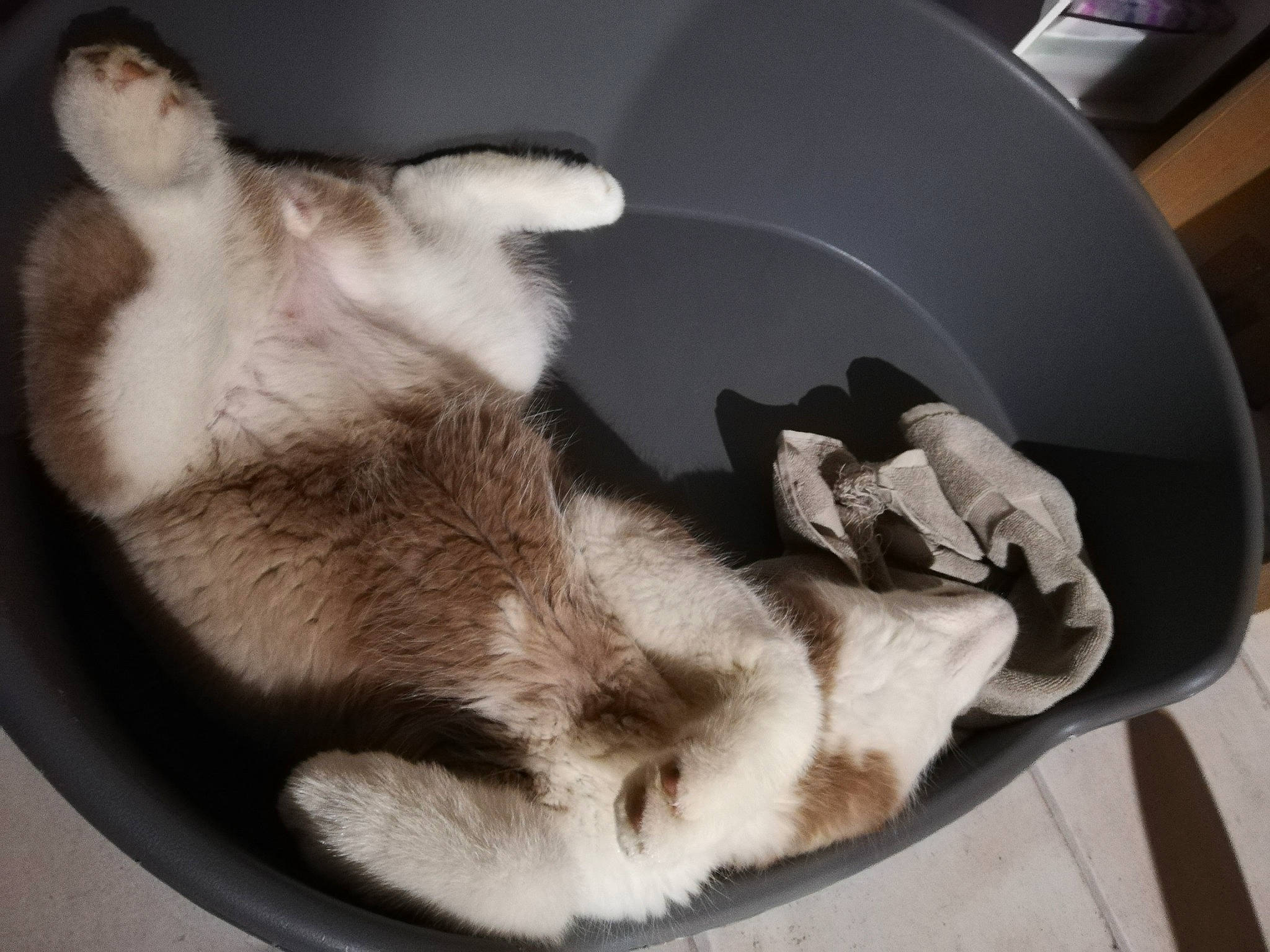 Rym participe au concours pour gagner de l'argent avec cette photo : canidae, carnivore, claw, comfort, companion_dog, dog_breed, domestic_short_haired_cat, fawn, felidae, fur, nap, paw, puppy, sleep, small_to_medium_sized_cats, snout, sporting_group, tail, terrestrial_animal, whiskers