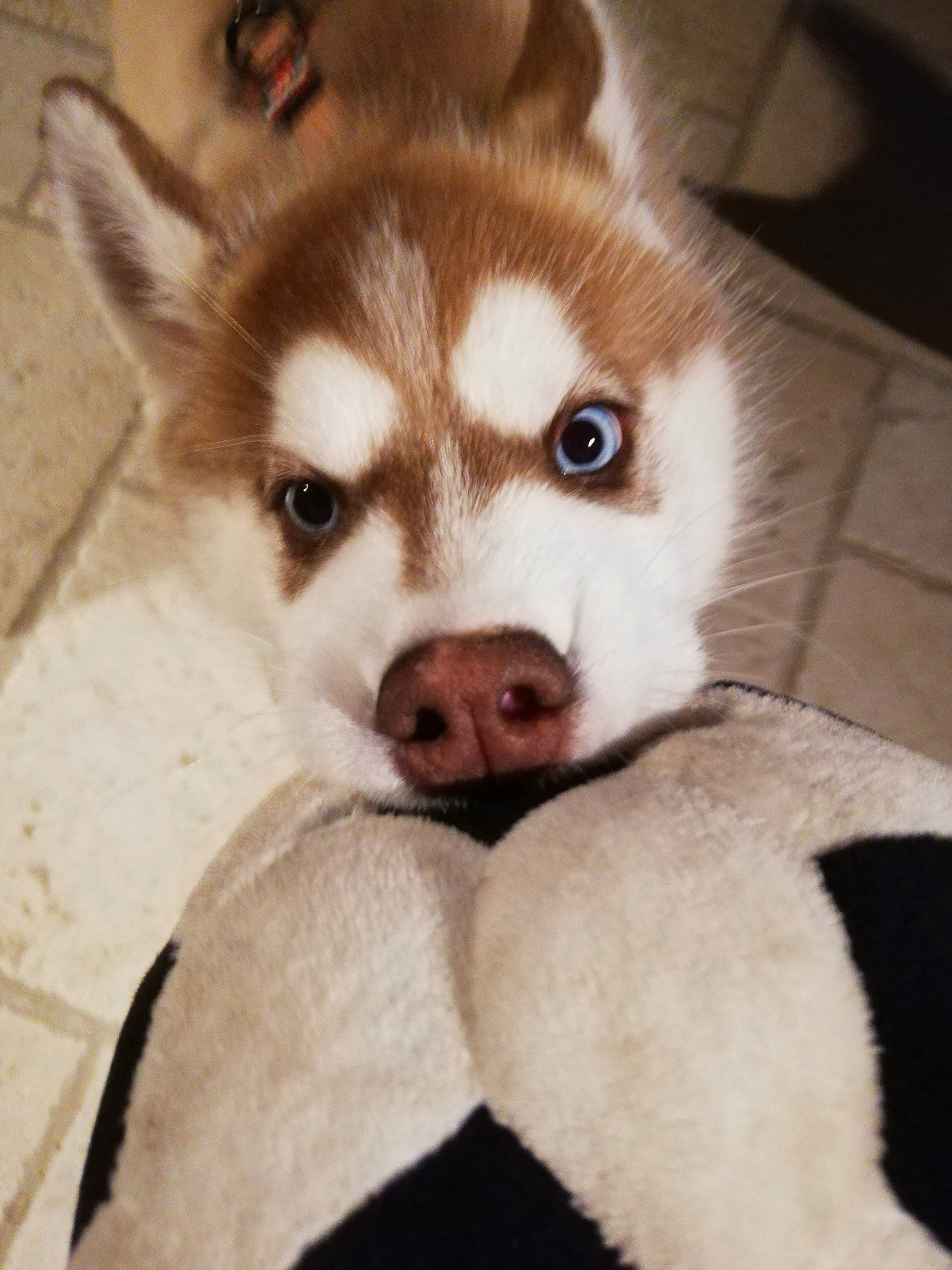 Rym participe au concours pour gagner de l'argent avec cette photo : canis, carnivore, companion_dog, dog, dog_breed, eye, fawn, flooring, fur, iris, jaw, siberian_husky, sled_dog, snout, sporting_group, terrestrial_animal, whiskers, wood, working_animal, working_dog