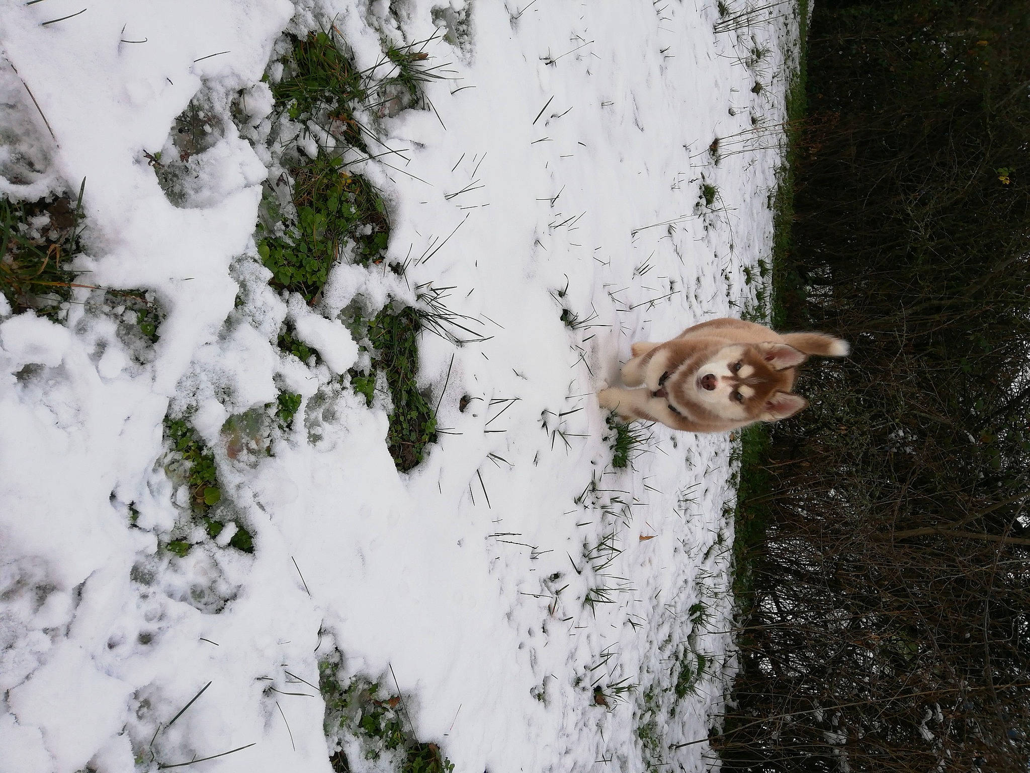 Rym a rejoint le concours — aidez-le/la à gagner de superbes lots ! branch, carnivore, cat, fawn, felidae, freezing, frost, fur, grass, plant, small_to_medium_sized_cats, snow, sporting_group, tail, tree, trunk, twig, whiskers, winter, wood