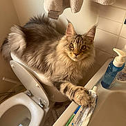 Harvey is registered to the contest to win money with this photo: cat, toilet, bathroom, sink, toothpaste, soap_dispenser, towel, fluffy_cat, gray_cat, tabby_cat, pet, paw, tile_wall, household, indoor, curious, relaxed, funny, animal, domestic