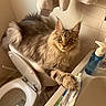 cat, toilet, bathroom, sink, toothpaste, soap_dispenser, towel, fluffy_cat, gray_cat, tabby_cat, pet, paw, tile_wall, household, indoor, curious, relaxed, funny, animal, domestic