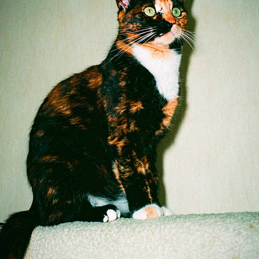 Mamoune participe au concours pour gagner de l'argent avec cette photo : cat, tortoiseshell, green_eyes, sitting, alert, curious, indoor, pet, feline, fur, whiskers, tail, texture, soft_surface, wall, portrait, animal, domestic, cute, furry