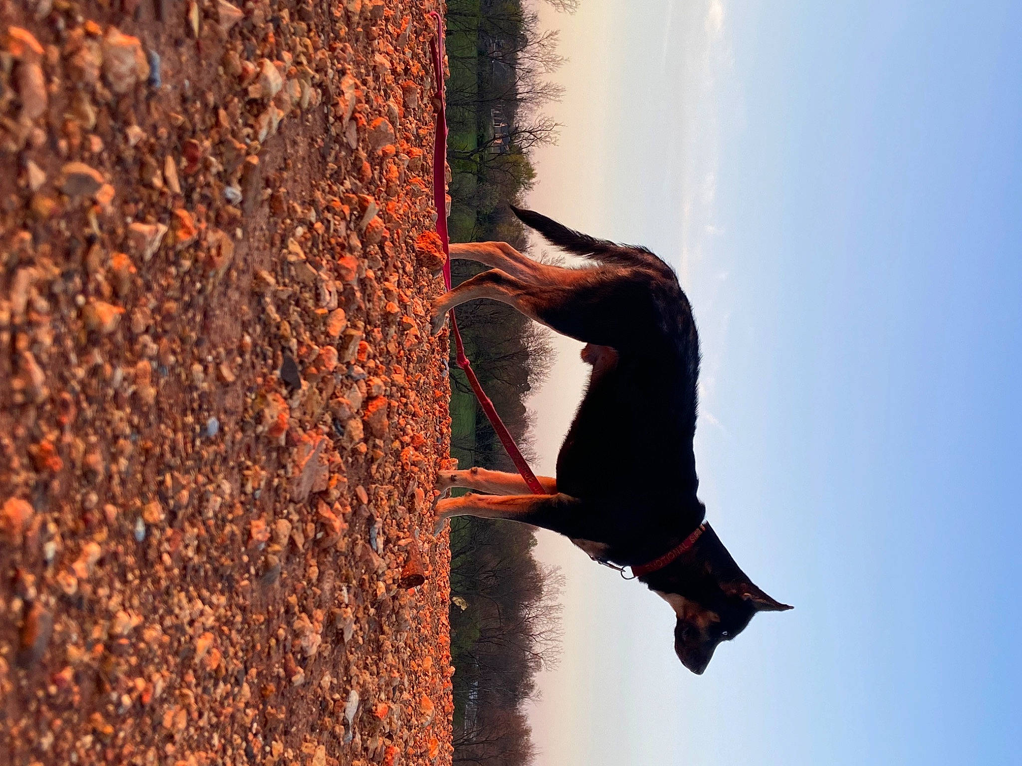 Bear Bear joined the competition — help win amazing prizes! beak, feather, people_in_nature, plant, reflection, rock, seabird, shadow, sky, soil, tail, tints_and_shades, tree, trunk, twig, water, wildlife, wing, winter, wood