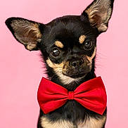 Be-Bop participe au concours pour gagner de l'argent avec cette photo : accessory, adorable, animal, black_and_tan, bow_tie, chihuahua, close_up, cute, dog, ears, eyes, face, fashion, fur, pet, pink_background, portrait, posing, small_dog, studio_photo