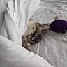 cat, sleeping, bed, bedding, blanket, white, purple_toy, indoor, cozy, relaxed, nap, pet, feline, striped_fur, closed_eyes, whiskers, ears, pillow, soft, portrait