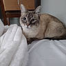 cat, feline, blue_eyes, pointed_ears, short_hair, tabby, cream_fur, gray_fur, white_chest, animal, pet, portrait, closeup, indoors, bedroom, bed, blanket, cozy, relaxed, looking_at_camera