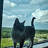 cat, gray_cat, kitten, animal, pet, feline, whiskers, ears, tail, standing, windowsill, window, indoor, outdoor_view, clouds, sky, greenery, landscape, roadway, portrait