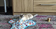 Cool Whip is registered to the contest to win money with this photo: cat, feline, pet, animal, indoor, home, rug, carpet, cabinet, furniture, drawer, wood, play_mat, cat_toy, lying_down, sitting, cream-colored, gray, whiskers, domestic_animal