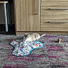 cat, feline, pet, animal, indoor, home, rug, carpet, cabinet, furniture, drawer, wood, play_mat, cat_toy, lying_down, sitting, cream-colored, gray, whiskers, domestic_animal