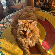 Cheeto Hendrix joined the competition — help win amazing prizes! cat, ginger_cat, pet, table, floral_pattern, sunlight, fur, tongue_out, relaxed, indoor, cardboard_cutout, window, collectibles, wizard_of_oz, doll_packaging, shadow, portrait, close_up, mosaic_table, cozy