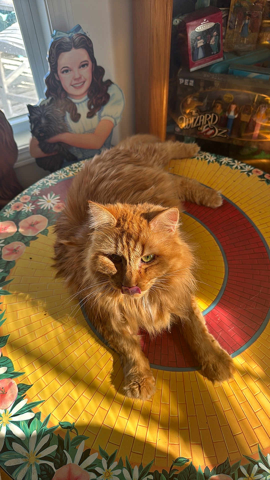 Cheeto Hendrix joined the competition — help win amazing prizes! cat, ginger_cat, pet, table, floral_pattern, sunlight, fur, tongue_out, relaxed, indoor, cardboard_cutout, window, collectibles, wizard_of_oz, doll_packaging, shadow, portrait, close_up, mosaic_table, cozy