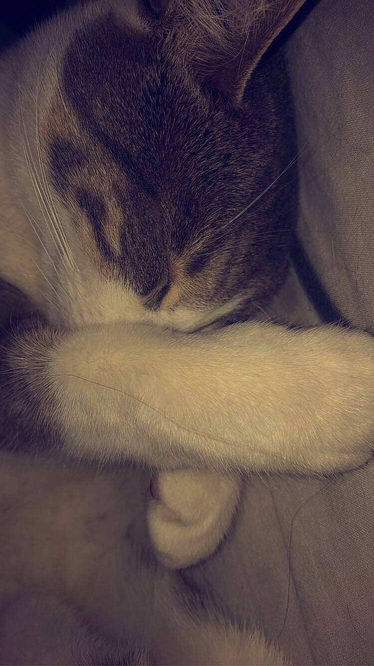 Cassy a rejoint le concours — aidez-le/la à gagner de superbes lots ! carnivore, cat, fawn, felidae, fur, nap, paw, polydactyl_cat, sleep, small_to_medium_sized_cats, snout, tail, whiskers