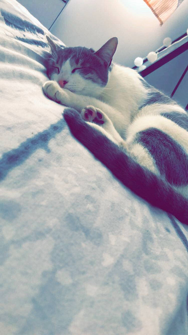 Cassy a rejoint le concours — aidez-le/la à gagner de superbes lots ! aegean_cat, carnivore, cat, cloud, eye, felidae, kitten, paw, sky, small_to_medium_sized_cats, snout, tail, whiskers, white