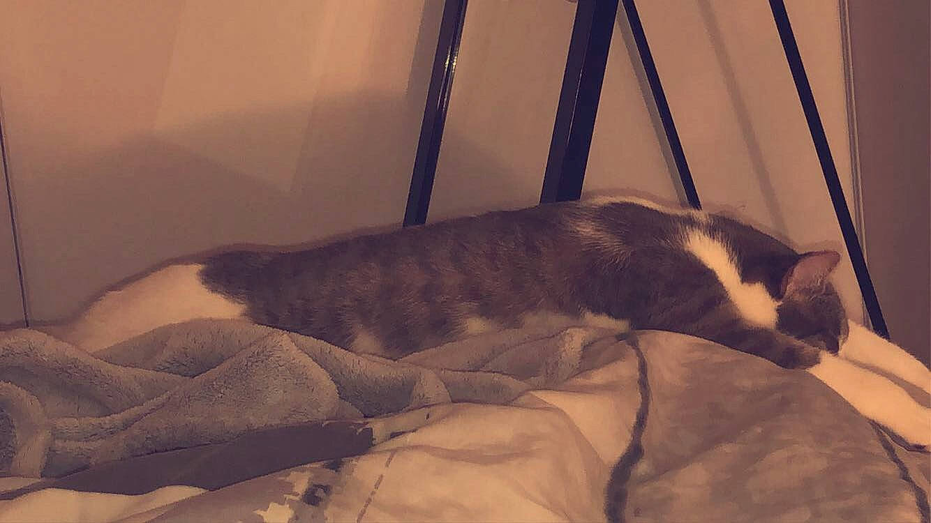 Cassy a rejoint le concours — aidez-le/la à gagner de superbes lots ! canidae, carnivore, dog_breed, fawn, snout, tail, whiskers