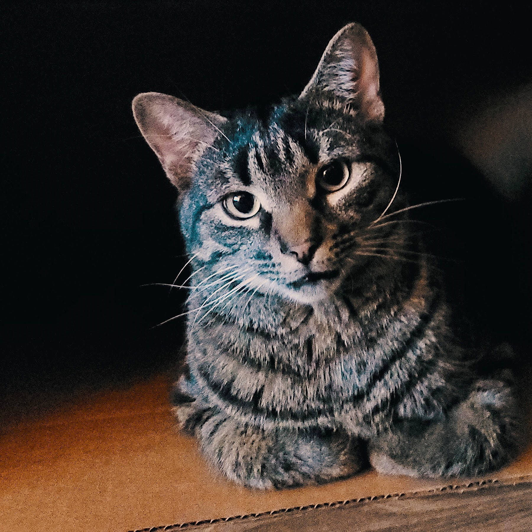 Tinker is registered to the contest to win money with this photo: carnivore, cat, claw, domestic_short_haired_cat, felidae, fur, paw, small_to_medium_sized_cats, snout, terrestrial_animal, whiskers, wildlife