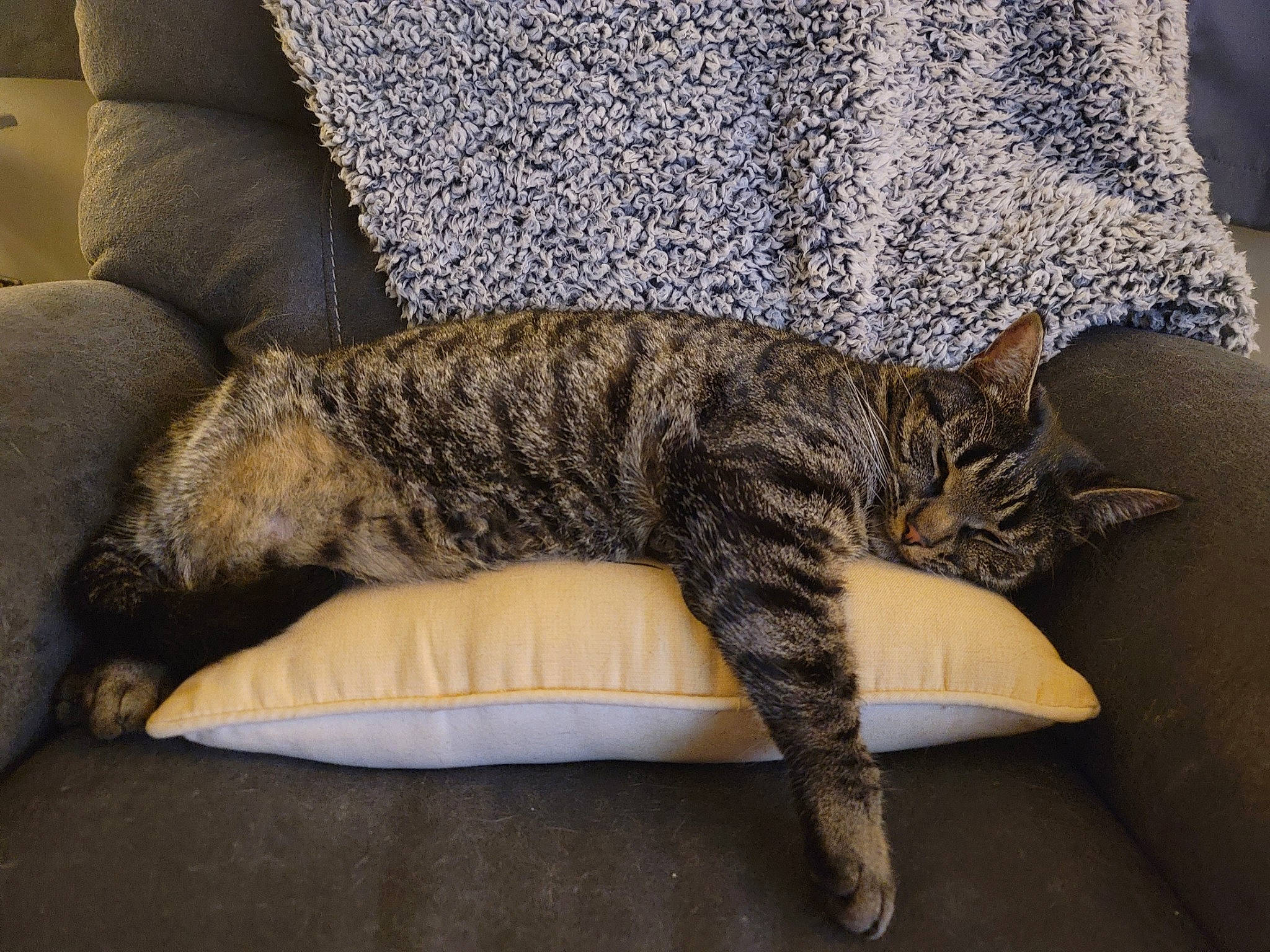 Tinker is registered to the contest to win money with this photo: carnivore, cat, claw, comfort, couch, domestic_short_haired_cat, felidae, fur, grey, linens, nap, paw, room, sleep, small_to_medium_sized_cats, snout, tail, terrestrial_animal, textile, whiskers