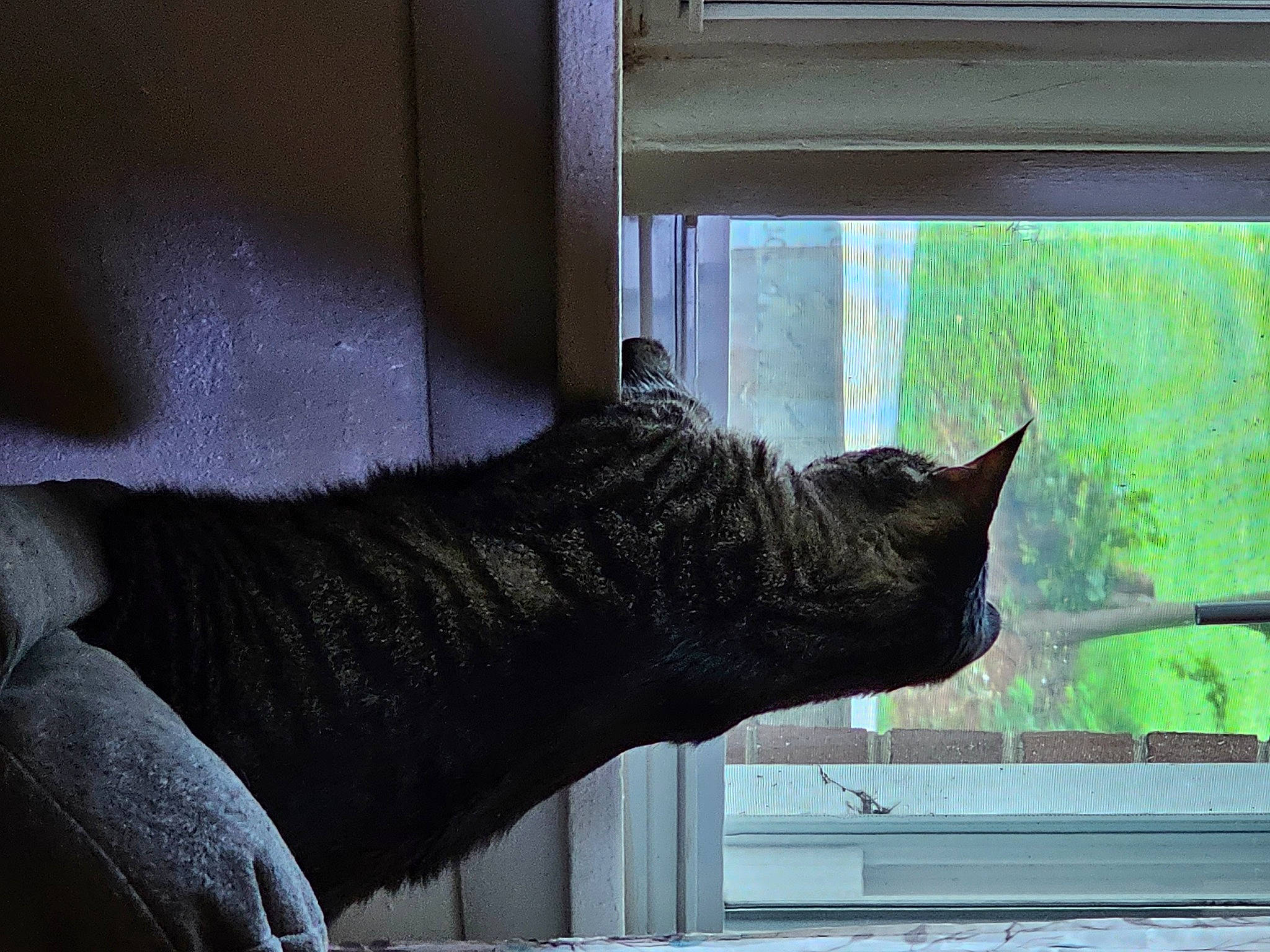Tinker joined the competition — help win amazing prizes! black_cat, carnivore, cat, domestic_short_haired_cat, felidae, fur, human_leg, light, plant, room, sash_window, small_to_medium_sized_cats, tail, tints_and_shades, tree, whiskers, window, window_covering, window_treatment, wood