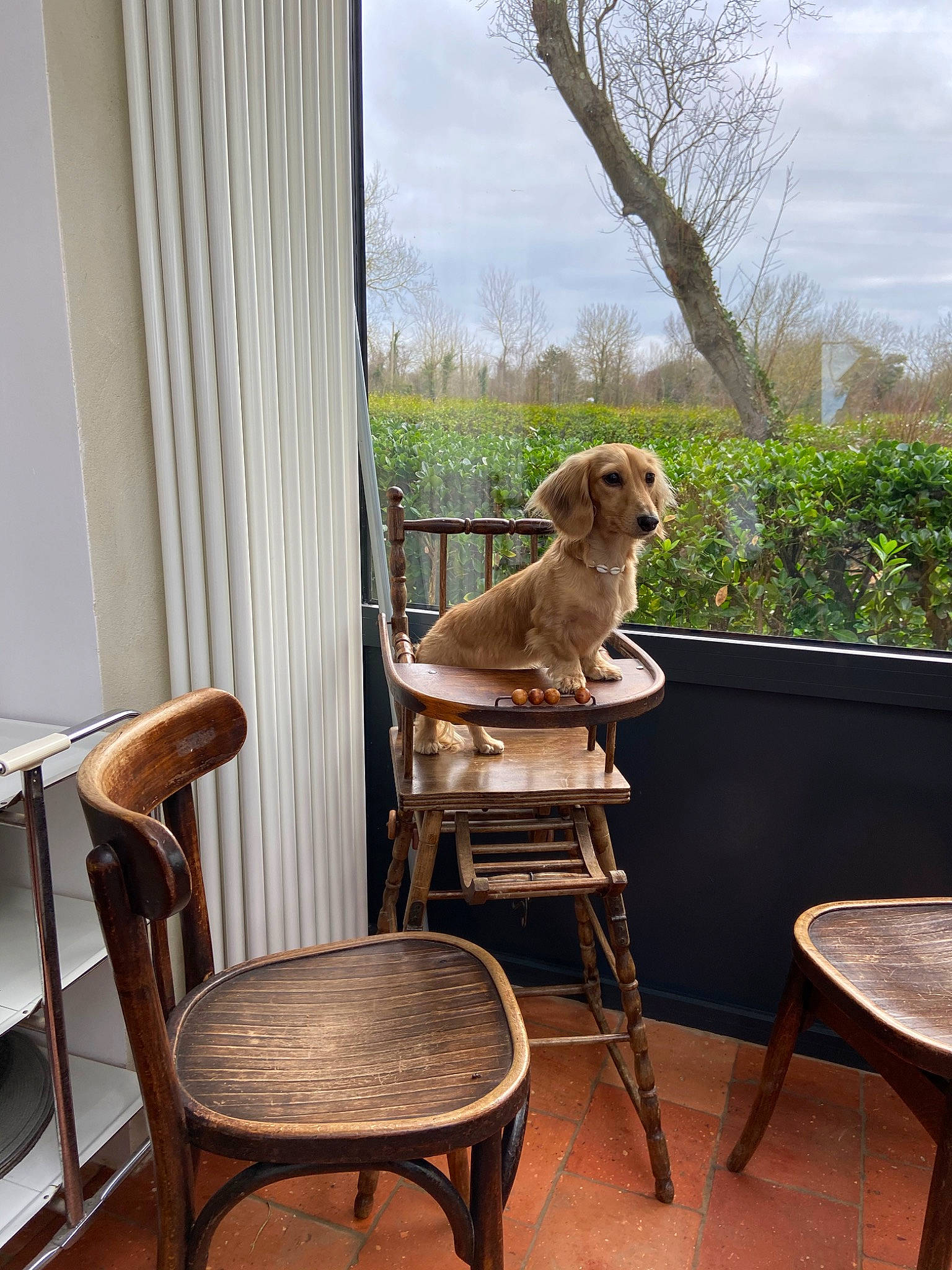 Blondie participe au concours pour gagner de l'argent avec cette photo : backyard, canidae, carnivore, chair, dog, fawn, floor, furniture, home, house, interior_design, outdoor_furniture, patio, room, sitting, sporting_group, table, window, window_treatment