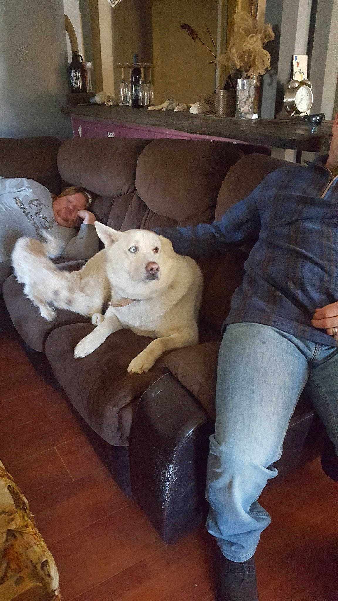 Spirit joined the competition — help win amazing prizes! canidae, carnivore, companion_dog, couch, dog_breed, fawn, furniture, korean_jindo_dog, leg, non_sporting_group, person, room, sporting_group