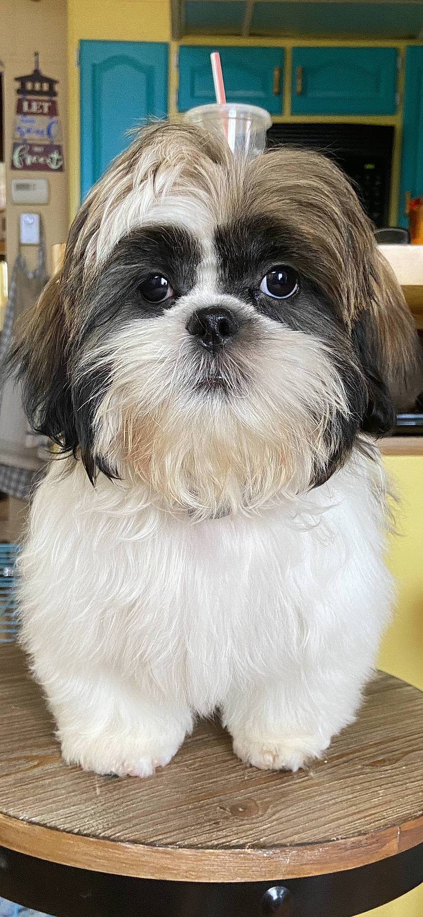 Benny is registered to the contest to win money with this photo: canidae, carnivore, companion_dog, dog, dog_breed, dog_supply, fur, liver, mal_shi, maltepoo, natural_material, non_sporting_group, shelf, shih_poo, shih_tzu, snout, sporting_group, terrestrial_animal, toy_dog, working_animal