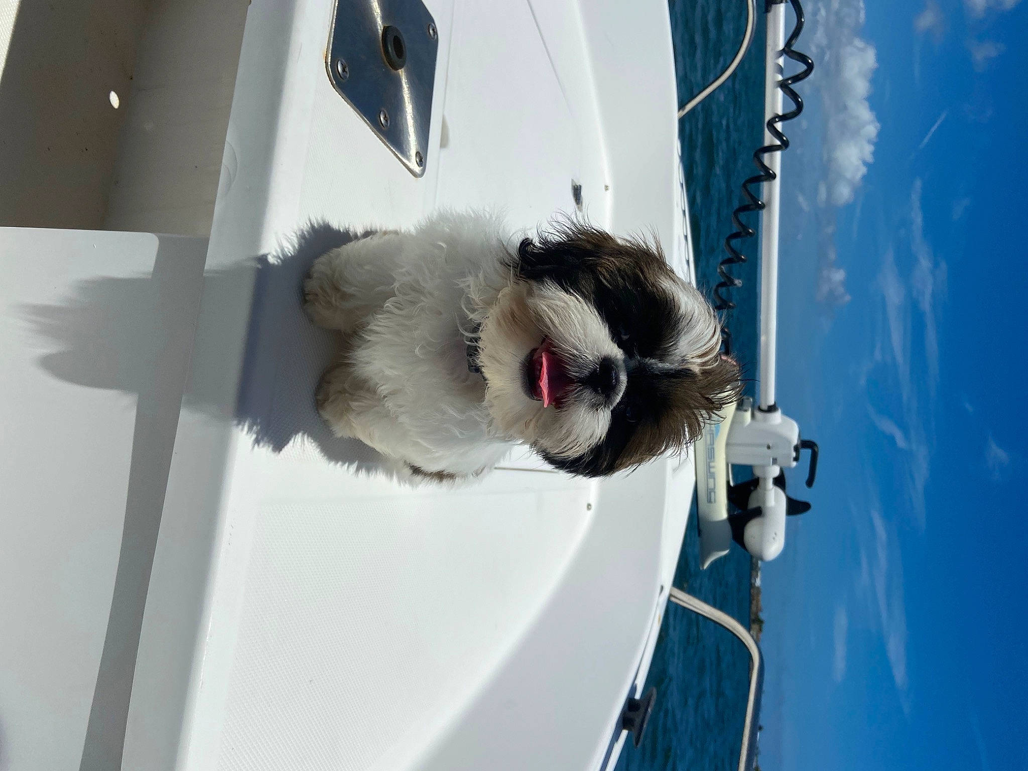 Benny is registered to the contest to win money with this photo: auto_part, automotive_exterior, automotive_lighting, boat, electric_blue, fur, hood, naval_architecture, sky, vehicle, vehicle_door, water, water_transportation, watercraft, windscreen_wiper, windshield, winter