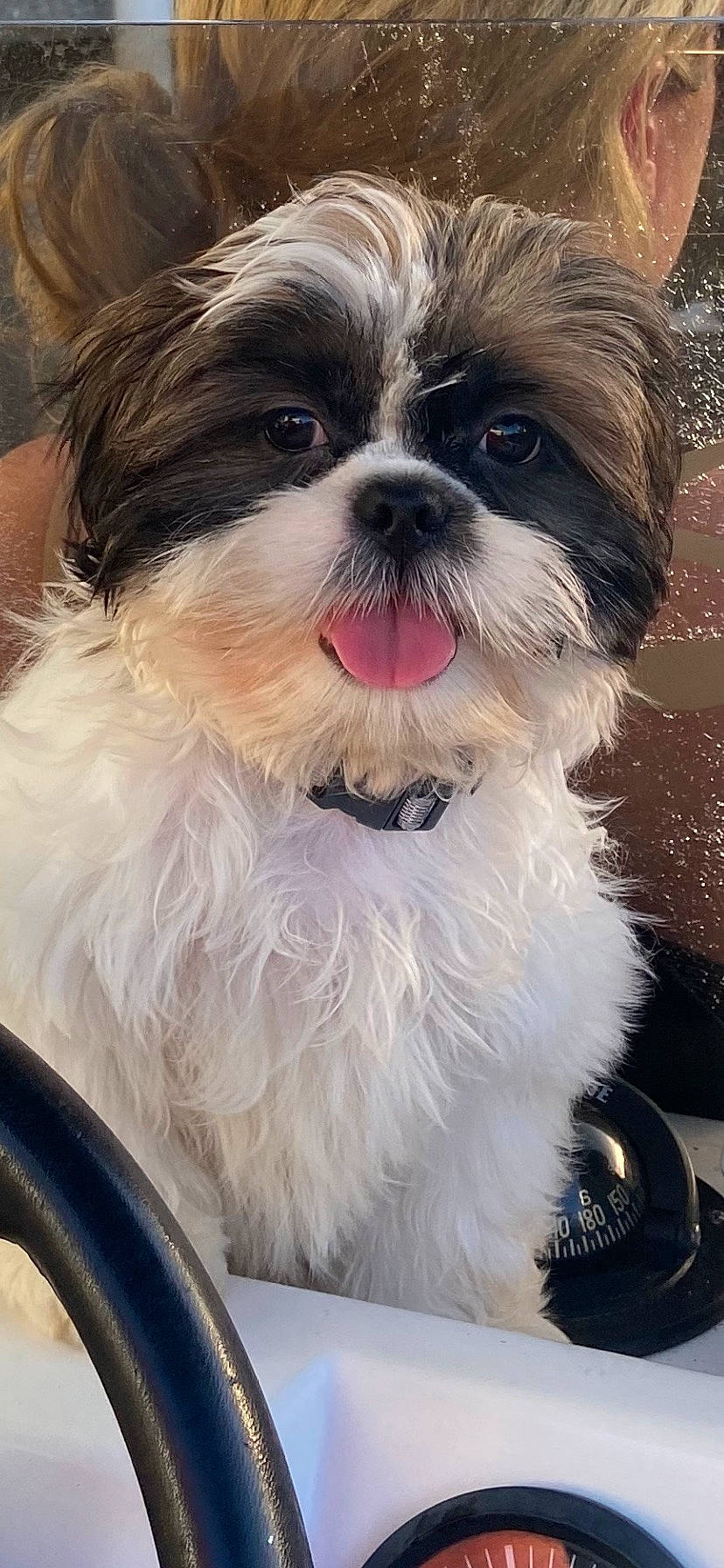 Benny joined the competition — help win amazing prizes! biewer_terrier, canidae, carnivore, companion_dog, dog, dog_breed, dog_collar, eyewear, fang, fawn, fur, liver, shih_tzu, small_terrier, snout, sporting_group, terrestrial_animal, terrier, toy_dog, working_animal